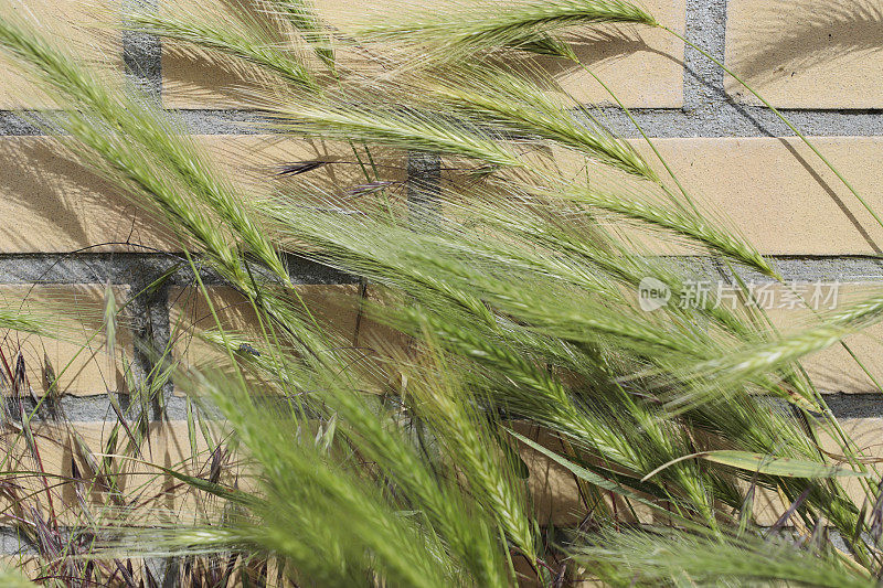 青稞(Hordeum murinum)